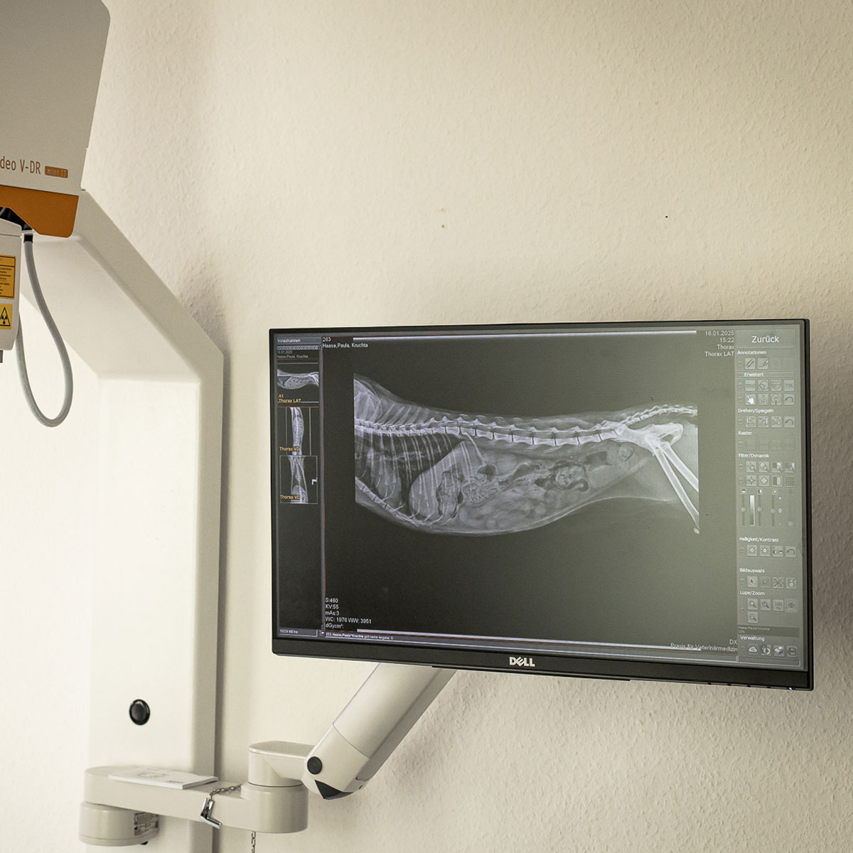 Röntgenaufnahme eines Hundes