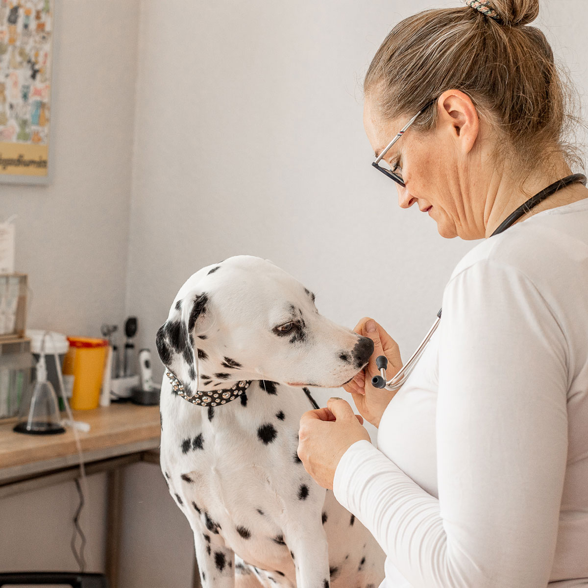 Tierärztin Kristina Iffland bei der Untersuchung eines Hundes