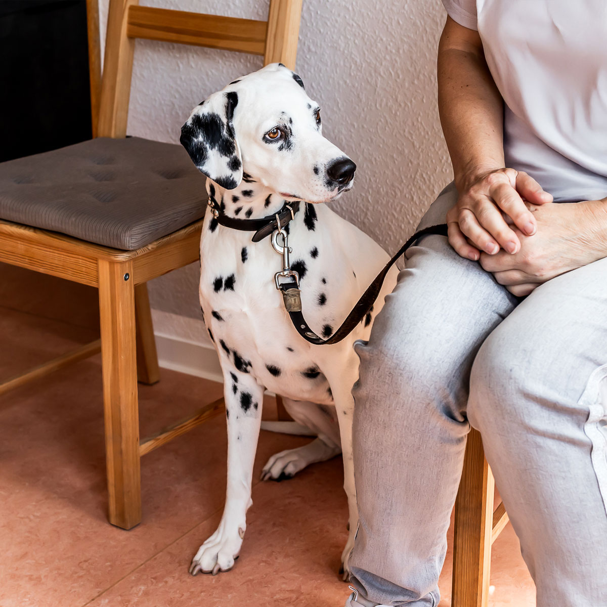 Dalmatiner im Wartezimmer der Kleintierpraxis Kletzen