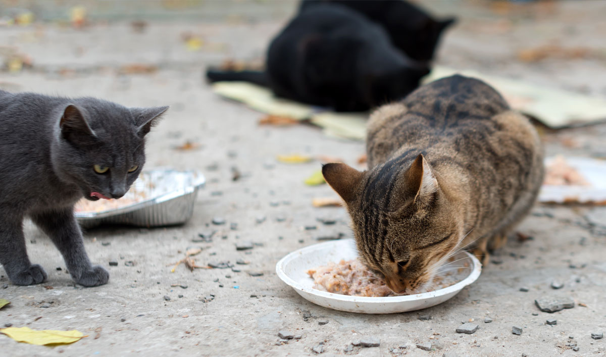 Kastration bei Katzen - Aktion für den Tierschutz