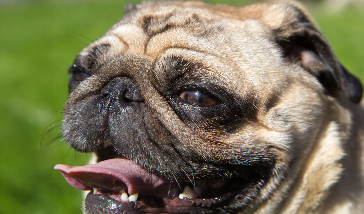 Qualzucht bei Kurznasen-Hunden