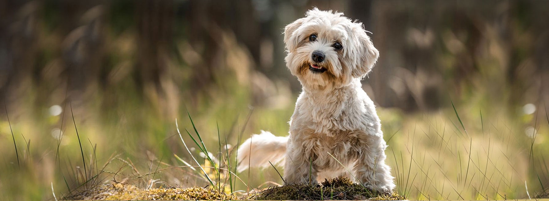 Gesundheits-Check für Ihre Tiere