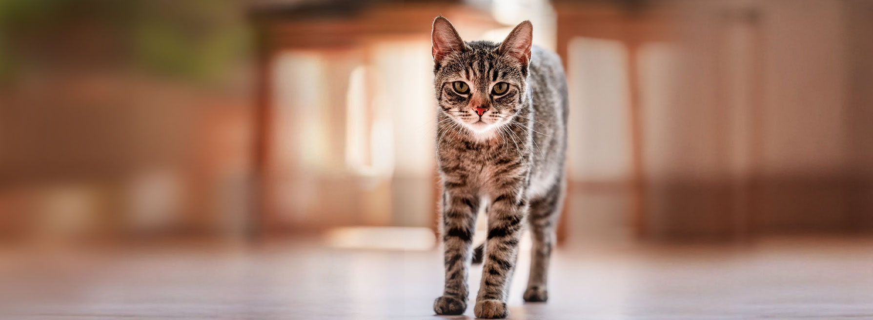 Tiermedizin trifft Chinesische Medizin