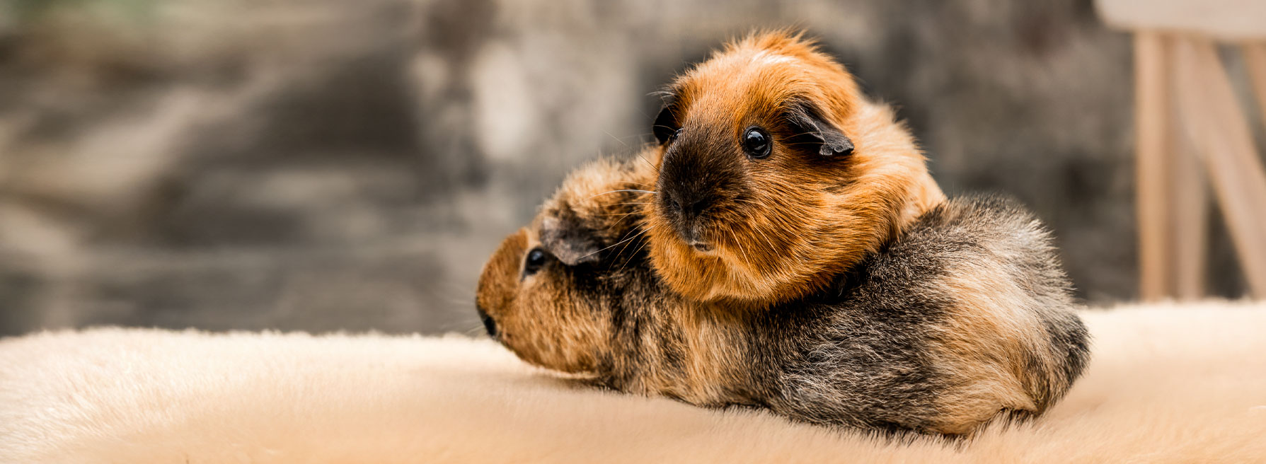 Behandlung von kleinen Heimtieren - wie Kaninchen und Meerschweinchen